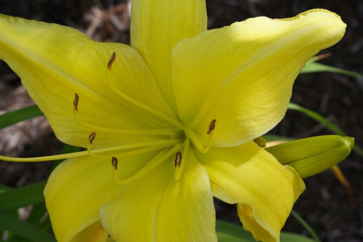 Yellow Lily 1