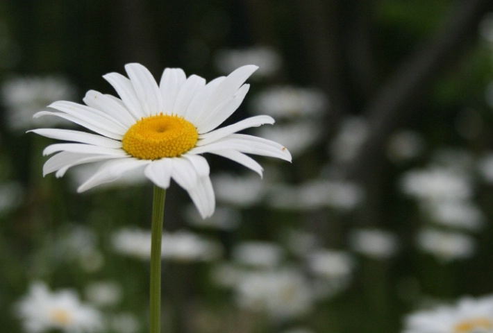 Beautiful daisy