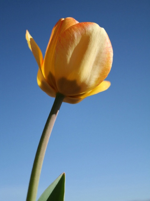 Tulip in the sky