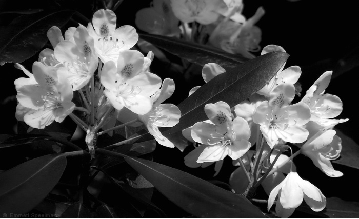 Mountain Laurel B and W