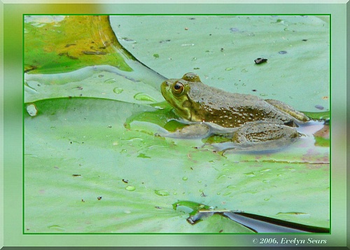 Frog on a Lily Pad #1