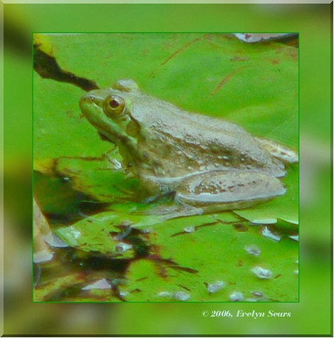 Frog on a Lily Pad #2