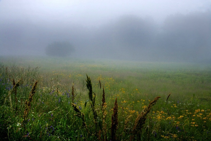 Misty Meadow, Maine, 2006