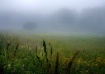 Misty Meadow, Mai...