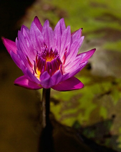 Lotus Lily - ID: 2380772 © Marilyn S. Neel