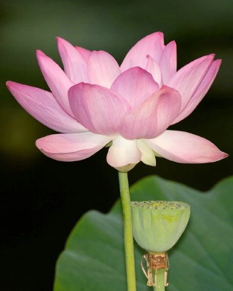 Lotus Lily - ID: 2380796 © Marilyn S. Neel