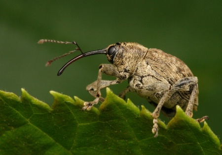 Bird-Poop Weevil