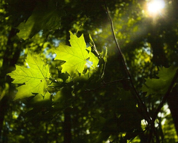 Sun shining on leaves in Baltimore Woods, NY