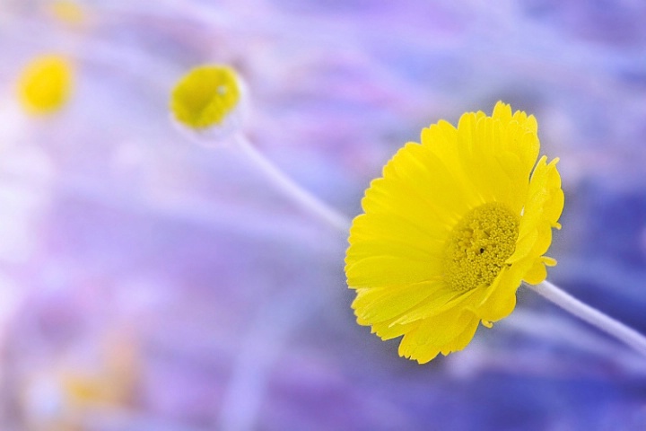 Field Flowers