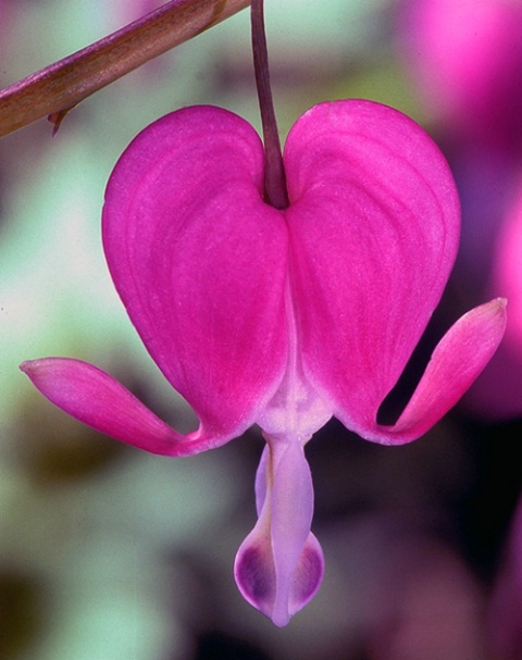 My Bleeding Heart