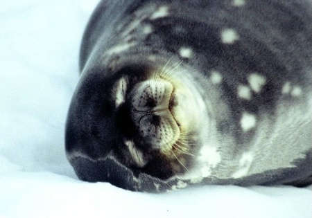 Weddell Seal Snoozing