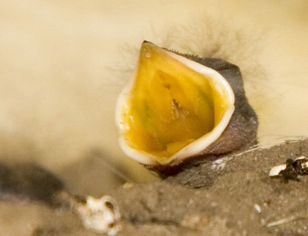 Baby Barn Swallow