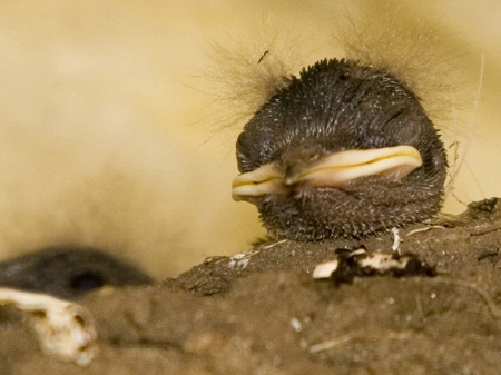 Barn Swallow Babies