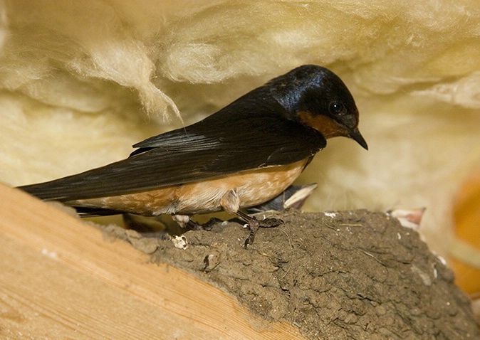 Adult Barn Swallow Feeding Young