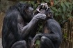 Bonobo Bathtime