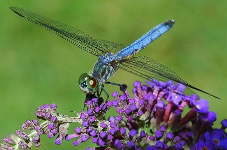 dragonfly bliss