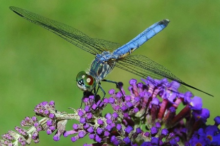 dragonfly bliss