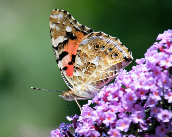 Painted Lady