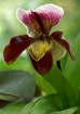 Unknown Orchid