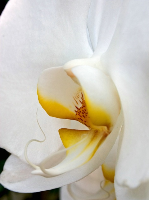 White Orchid Detail