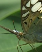 Butterfly Macro (...