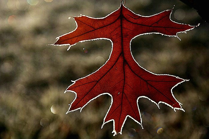 Frosty leaf, Canberra