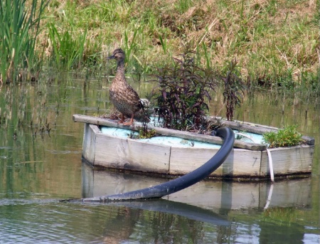 diving duck