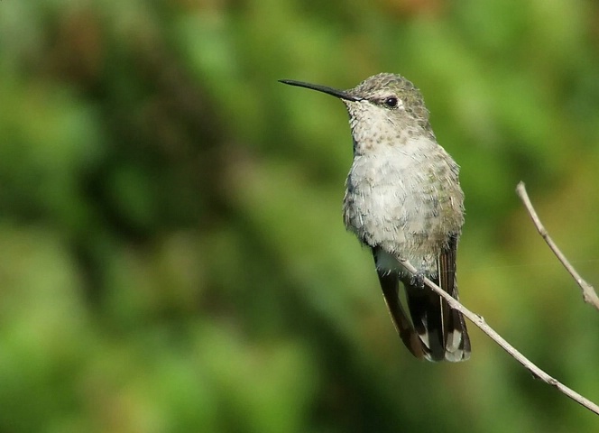 Broad-Tailed Hummingbird