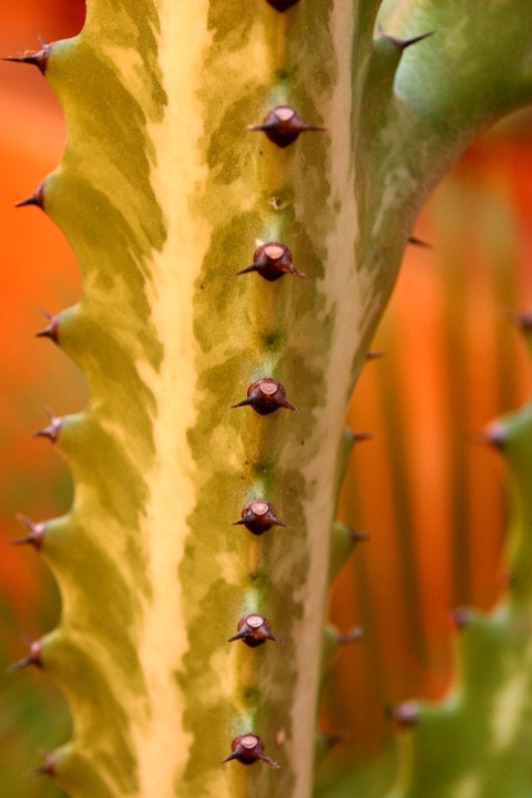 Cactus at the Villa