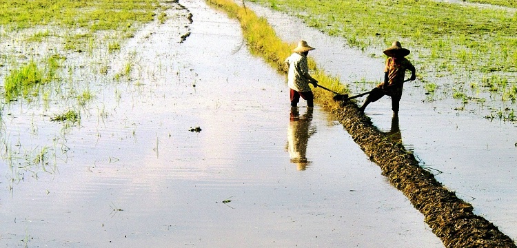 Padi Field Workers, v5