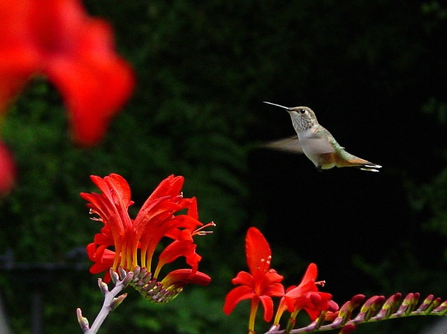 Hummingbirds Favorite