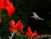 Hummingbirds Favo...