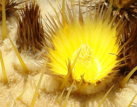 Two inch flower of barrel cactus