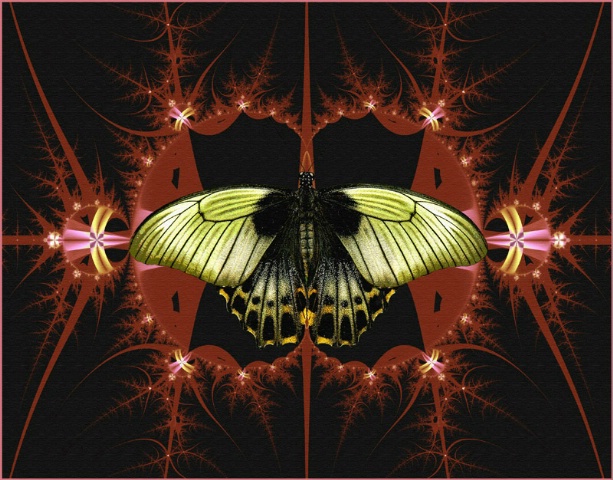 Quantum Butterfly