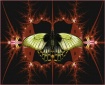 Quantum Butterfly