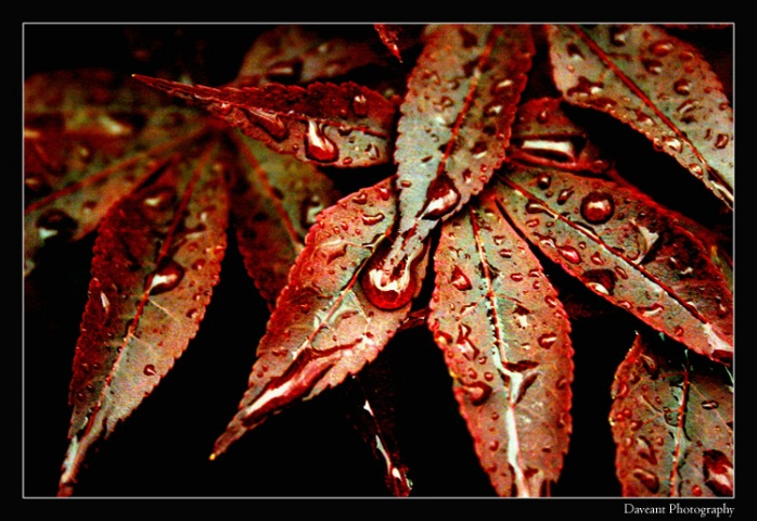 Rain on Leaves
