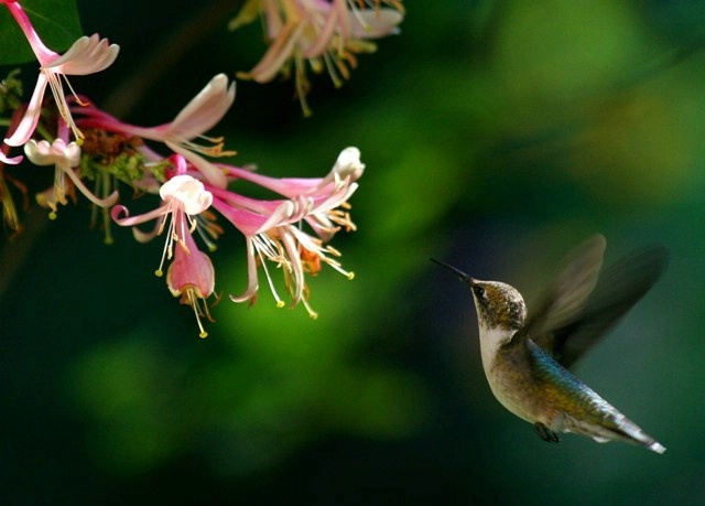 Hummingbird Delight