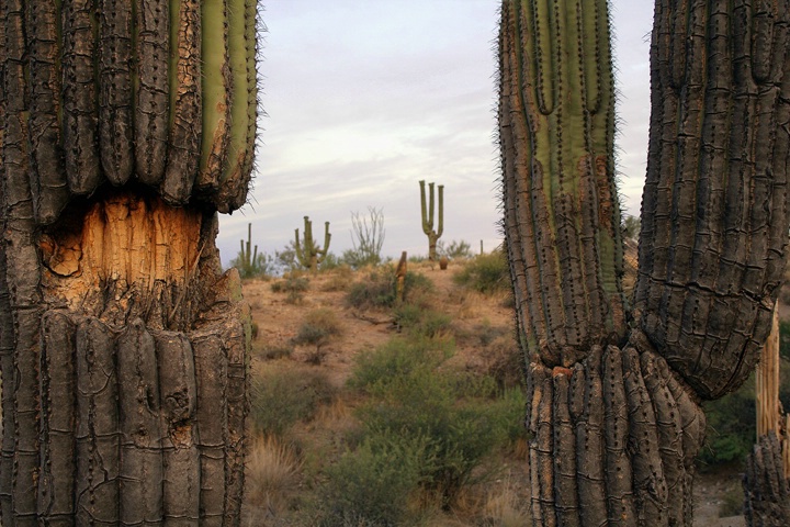 Between the Thorny Giants