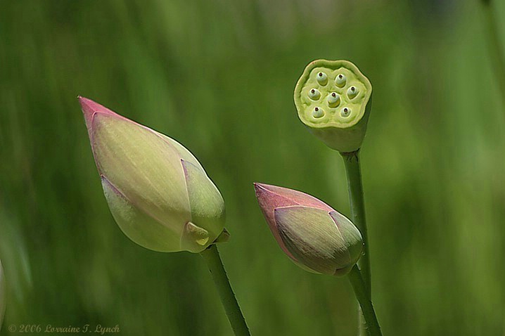 Lily Pond Lovelies