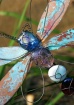 Garden Dragonfly
