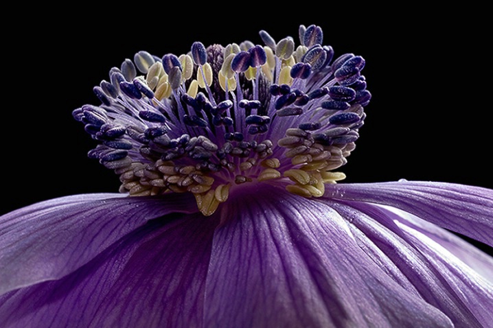 anemone, purple, flower, macro