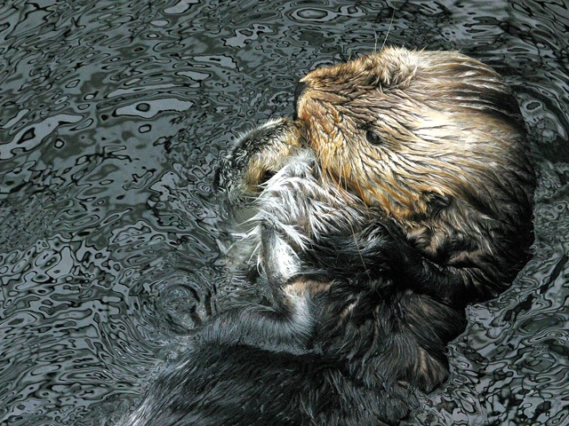 Otter In Rotary Motion