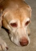 Portrait of a Pal