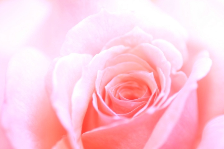 Pink rose