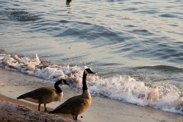 Birds on the Hudson at Sunset