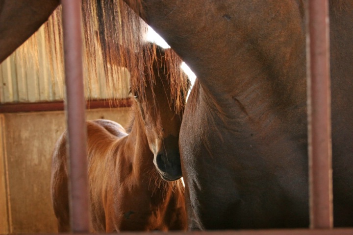 Mane veil