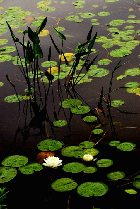 Water Lillies - ID: 2411954 © Stanley Singer