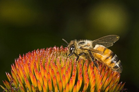 Honey Bee