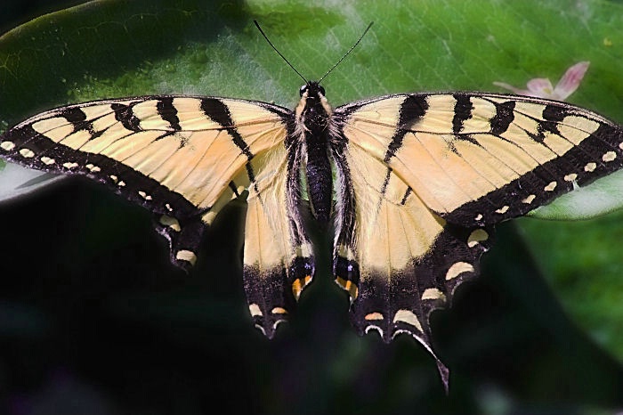 Swallow-tail Butterfly