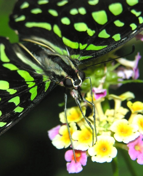 Butterfly Macro I